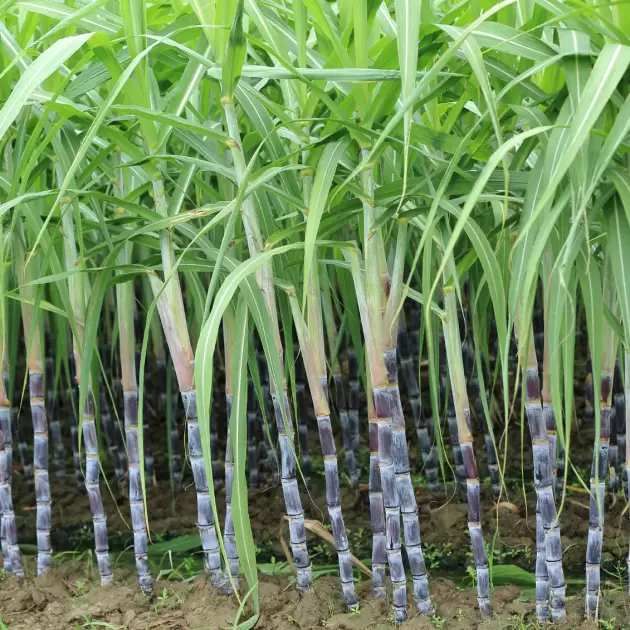 Sugarcane